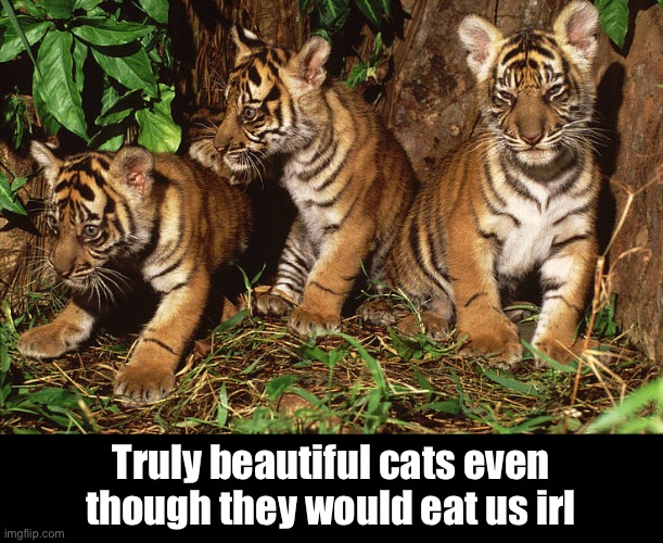 Truly beautiful cats even though they would eat us irl | made w/ Imgflip meme maker