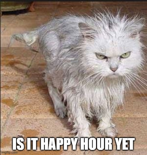 frazzled cat | IS IT HAPPY HOUR YET | image tagged in frazzled cat,beer,happy hour,drink beer | made w/ Imgflip meme maker