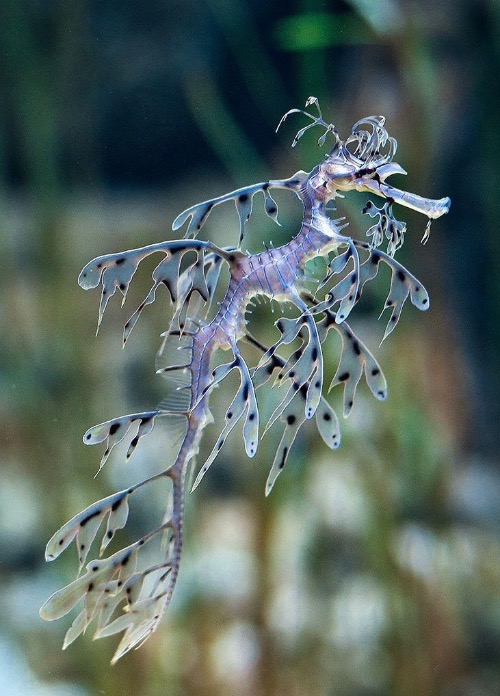 Leafy Sea Dragon | image tagged in awesome,pics,photography | made w/ Imgflip meme maker