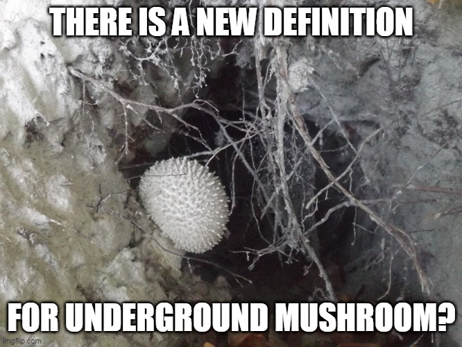 Nature is weird... | THERE IS A NEW DEFINITION; FOR UNDERGROUND MUSHROOM? | image tagged in underground mushroom,nature,mother nature,mushrooms | made w/ Imgflip meme maker