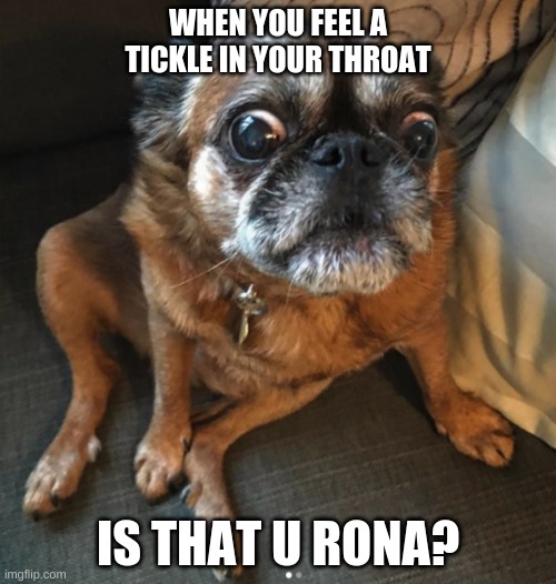Coronavirus will never go away!!!! | WHEN YOU FEEL A TICKLE IN YOUR THROAT; IS THAT U RONA? | image tagged in ugly dog | made w/ Imgflip meme maker