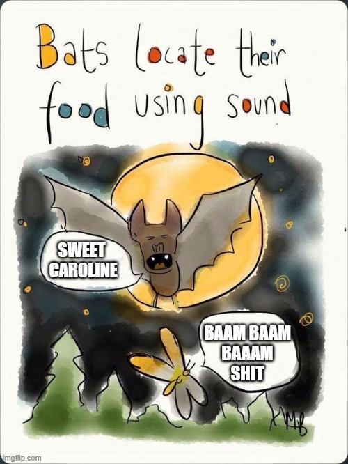 Can't get that song out of my head | SWEET 
CAROLINE; BAAM BAAM
BAAAM
SHIT | image tagged in bats locate their food using sound,memes,meme | made w/ Imgflip meme maker