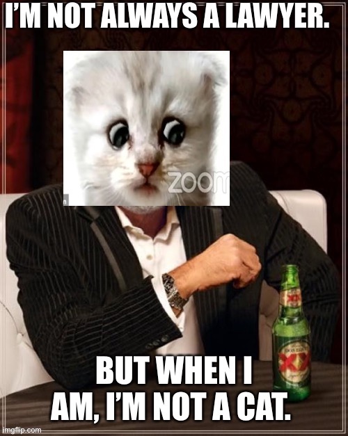 Lawyer cat | image tagged in funny memes | made w/ Imgflip meme maker