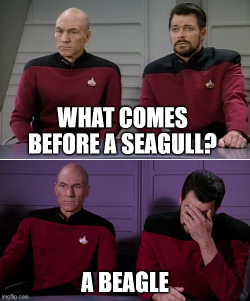 Picard Riker listening to a pun | WHAT COMES BEFORE A SEAGULL? A BEAGLE | image tagged in picard riker listening to a pun | made w/ Imgflip meme maker