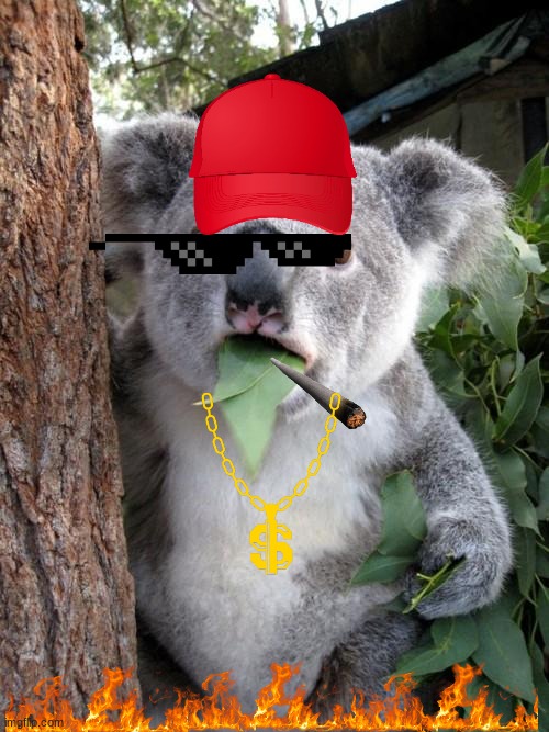 Surprised Koala | image tagged in memes,surprised koala | made w/ Imgflip meme maker
