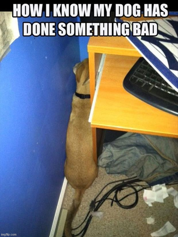 image tagged in dogs | made w/ Imgflip meme maker