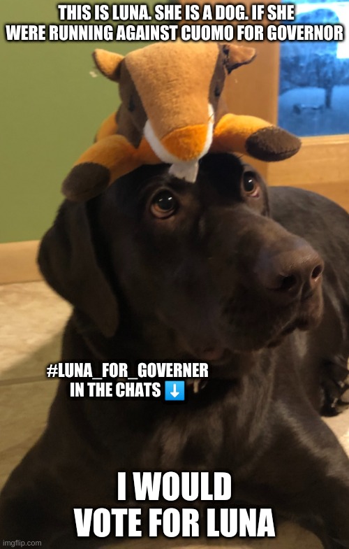 Yes, This is my dog. And yes she make not looki it, but i'm 99.9% sure she has more brain cells than Andy. | THIS IS LUNA. SHE IS A DOG. IF SHE WERE RUNNING AGAINST CUOMO FOR GOVERNOR; #LUNA_FOR_GOVERNER IN THE CHATS ⬇️; I WOULD VOTE FOR LUNA | image tagged in andrew cuomo,dog,princess luna,republican | made w/ Imgflip meme maker
