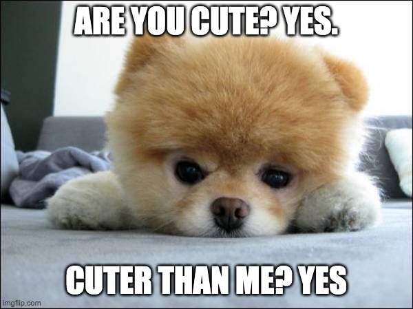 Adorable | ARE YOU CUTE? YES. CUTER THAN ME? YES | image tagged in adorable | made w/ Imgflip meme maker