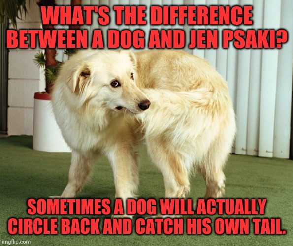 A little riddle. | WHAT'S THE DIFFERENCE BETWEEN A DOG AND JEN PSAKI? SOMETIMES A DOG WILL ACTUALLY CIRCLE BACK AND CATCH HIS OWN TAIL. | image tagged in dog tail-chasing,biden,democrats,jen psaki | made w/ Imgflip meme maker