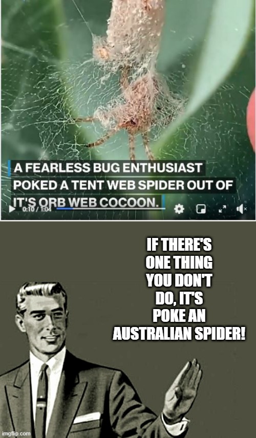 Death Wish | IF THERE'S ONE THING YOU DON'T DO, IT'S POKE AN AUSTRALIAN SPIDER! | image tagged in nope | made w/ Imgflip meme maker