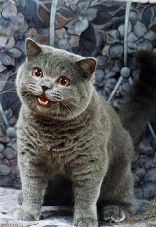 happycat | image tagged in happycat | made w/ Imgflip meme maker