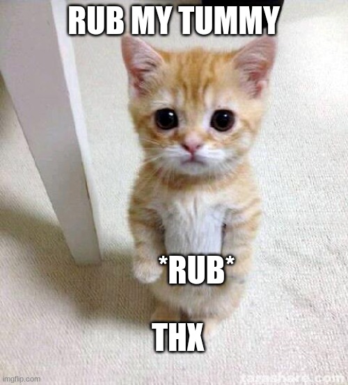 Cute Cat Meme | RUB MY TUMMY *RUB* THX | image tagged in memes,cute cat | made w/ Imgflip meme maker