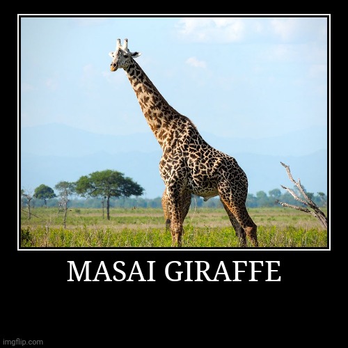 Masai Giraffe | image tagged in demotivationals,giraffe | made w/ Imgflip demotivational maker