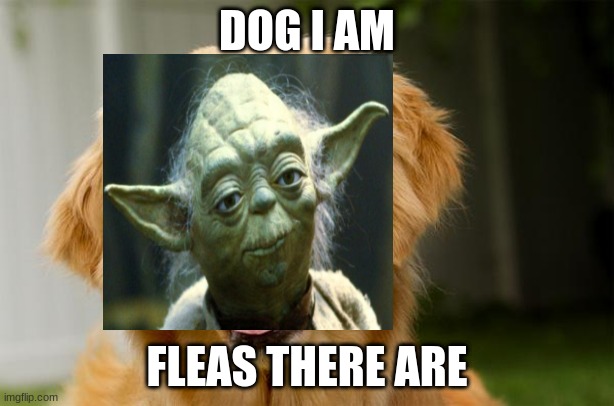 Happy Dog | DOG I AM; FLEAS THERE ARE | image tagged in happy dog | made w/ Imgflip meme maker