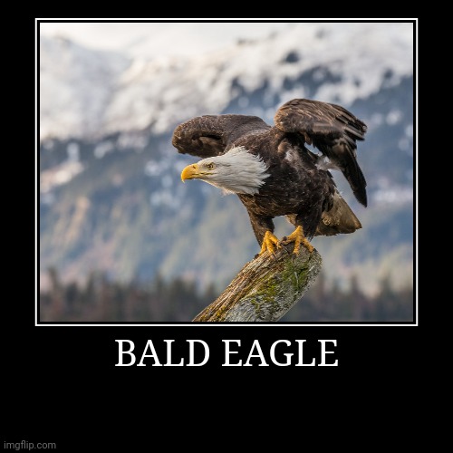 Bald Eagle | image tagged in demotivationals,eagle | made w/ Imgflip demotivational maker