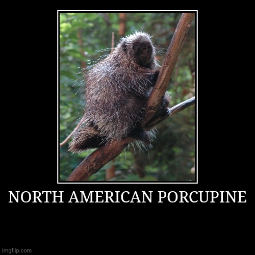 North American Porcupine | image tagged in demotivationals,porcupine | made w/ Imgflip demotivational maker