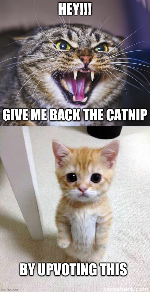 Just Do It | HEY!!! GIVE ME BACK THE CATNIP; BY UPVOTING THIS | image tagged in angry catzo,memes,cute cat | made w/ Imgflip meme maker