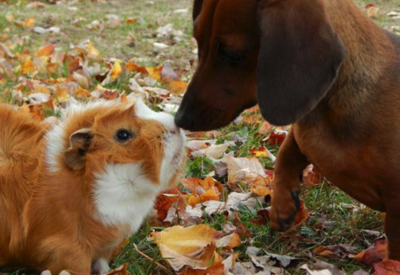 High Quality guinea pig and dachsund Blank Meme Template