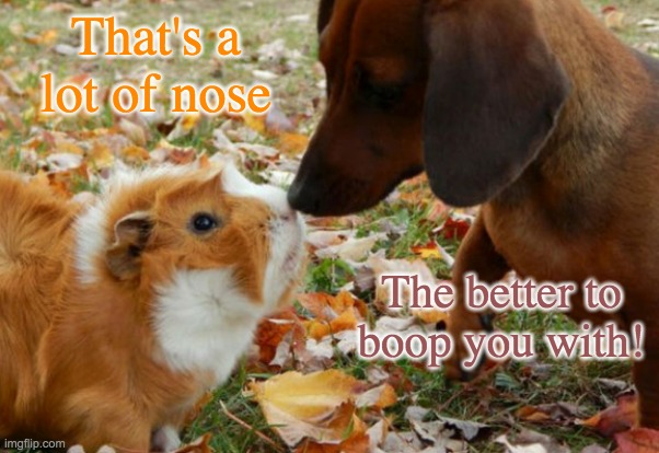 Don't forget to boop your valentine! | That's a lot of nose; The better to boop you with! | image tagged in guinea pig and dachsund,boop,valentine's day,holidays | made w/ Imgflip meme maker