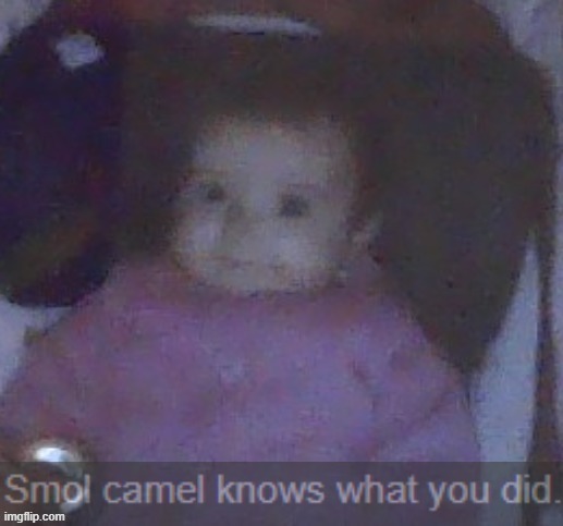 smol camel knows what you did | image tagged in smol camel knows what you did | made w/ Imgflip meme maker