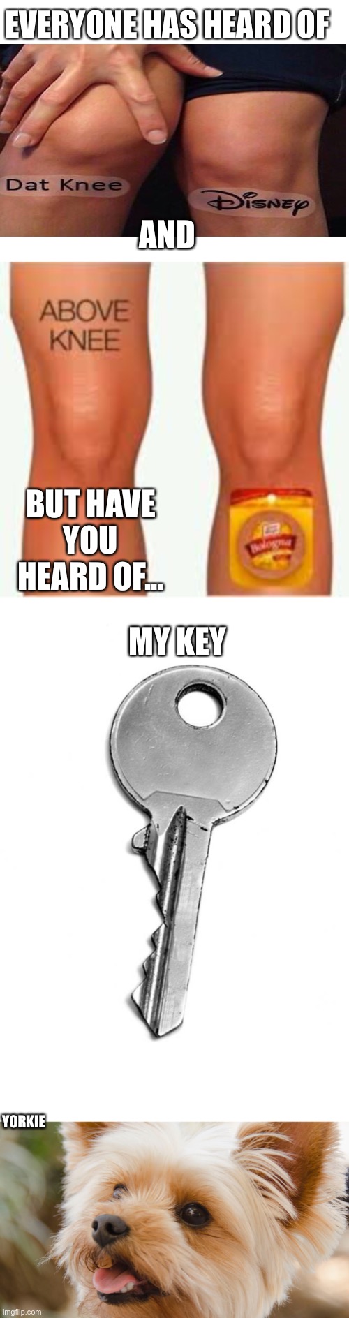 UpVoTe If yOU LiKeD MY meMe!? Jk jk jk. Hahahahaha | EVERYONE HAS HEARD OF; AND; BUT HAVE YOU HEARD OF... MY KEY; YORKIE | image tagged in blank white template,dogs,doggo,funny,animals | made w/ Imgflip meme maker