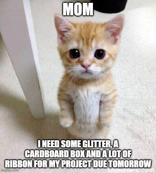 Cute Cat | MOM; I NEED SOME GLITTER, A CARDBOARD BOX AND A LOT OF RIBBON FOR MY PROJECT DUE TOMORROW | image tagged in memes,cute cat | made w/ Imgflip meme maker