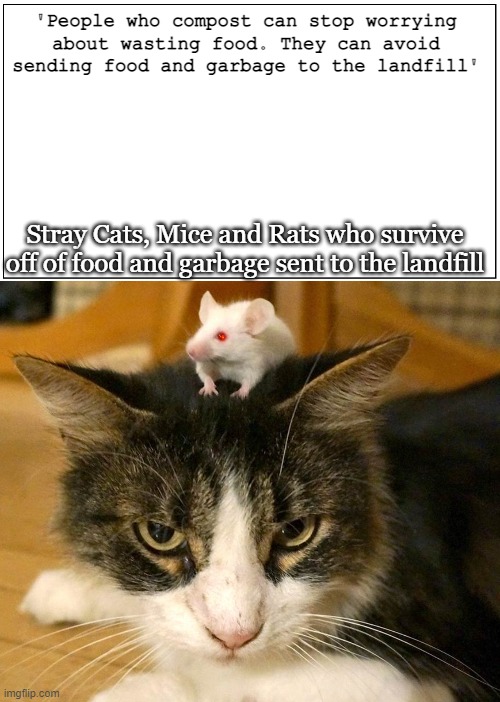 Strays have opinions too | 'People who compost can stop worrying about wasting food. They can avoid sending food and garbage to the landfill'; Stray Cats, Mice and Rats who survive off of food and garbage sent to the landfill | image tagged in grumpy cat,angry cat,angry mouse | made w/ Imgflip meme maker