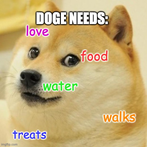 Doge Meme |  DOGE NEEDS:; love; food; water; walks; treats | image tagged in memes,doge | made w/ Imgflip meme maker