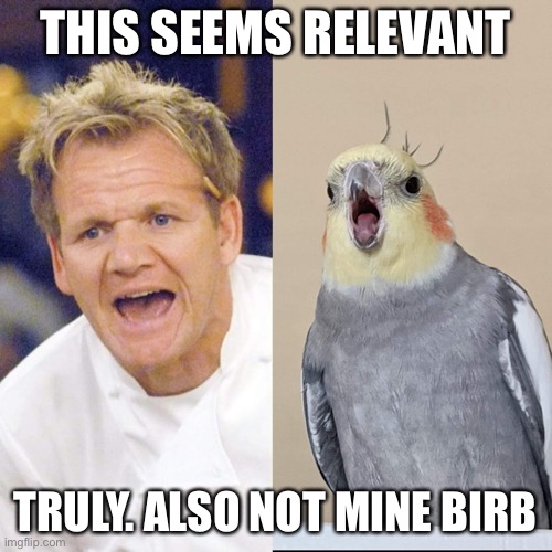 Gordon Cockatiel | THIS SEEMS RELEVANT; TRULY. ALSO NOT MINE BIRB | image tagged in gordon cockatiel | made w/ Imgflip meme maker