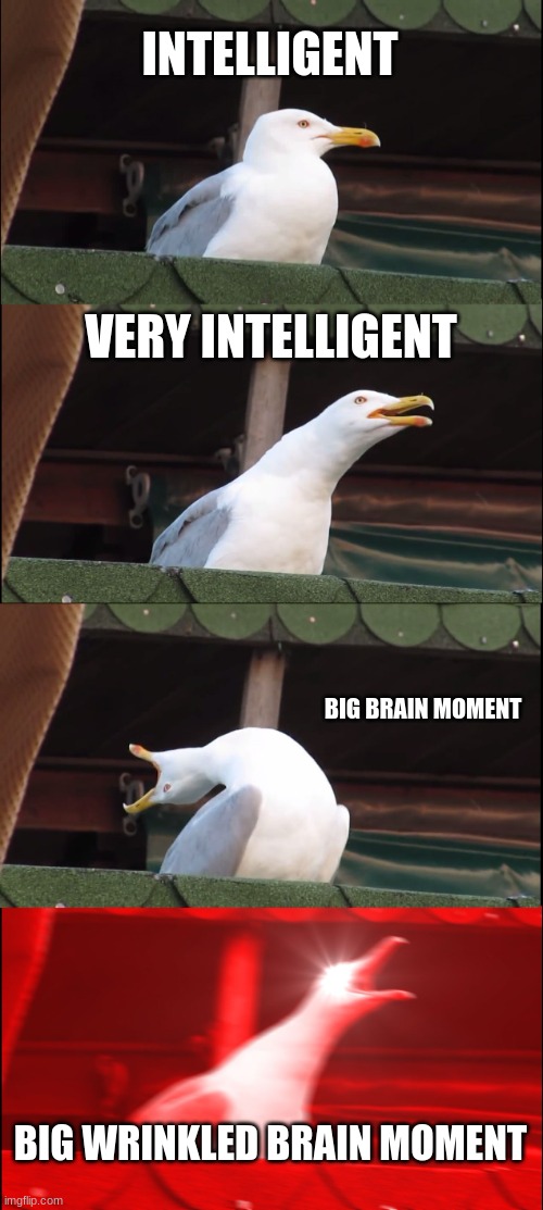 Inhaling Seagull | INTELLIGENT; VERY INTELLIGENT; BIG BRAIN MOMENT; BIG WRINKLED BRAIN MOMENT | image tagged in memes,inhaling seagull | made w/ Imgflip meme maker