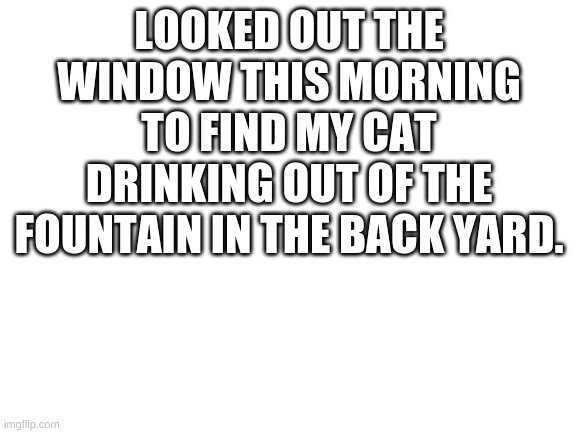 Blank White Template | LOOKED OUT THE WINDOW THIS MORNING TO FIND MY CAT DRINKING OUT OF THE FOUNTAIN IN THE BACK YARD. | image tagged in blank white template | made w/ Imgflip meme maker