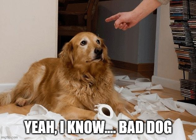 Bad [dog] | YEAH, I KNOW.... BAD DOG | image tagged in bad dog | made w/ Imgflip meme maker