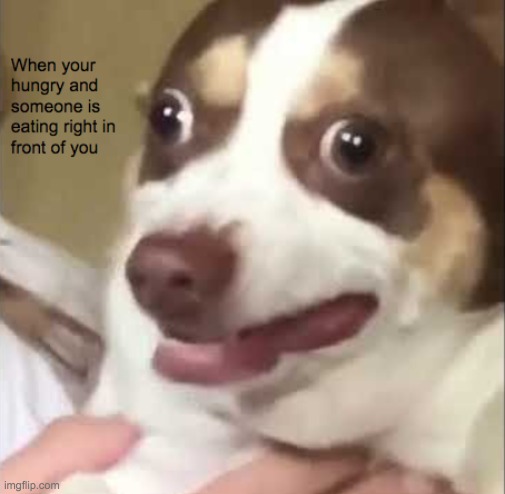 To the friend who keeps eating in front of me | image tagged in dog memes | made w/ Imgflip meme maker