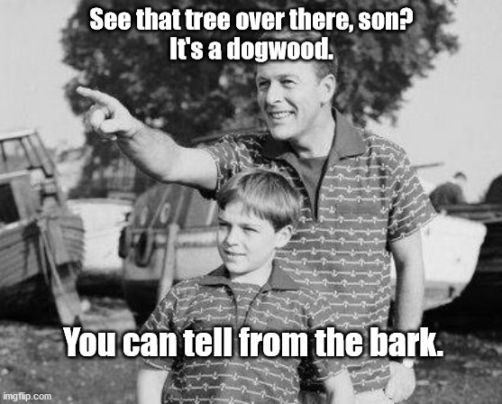 Botany Lessons From Dad | See that tree over there, son?
It's a dogwood. You can tell from the bark. | image tagged in look son,dad joke,pun,bad pun,humor,funny | made w/ Imgflip meme maker