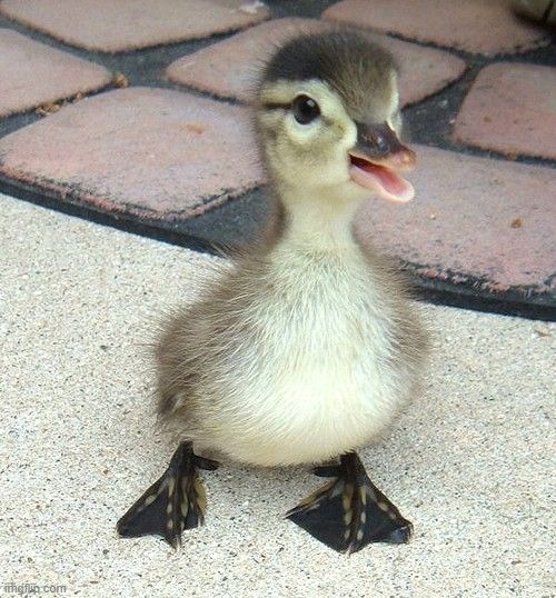 how popular can this one image of a baby duck get | image tagged in fun | made w/ Imgflip meme maker