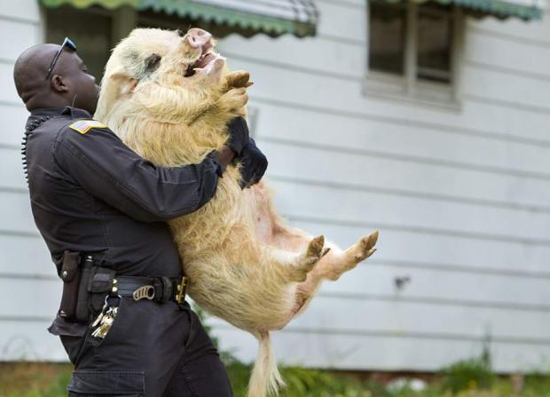 High Quality arrested pig Blank Meme Template