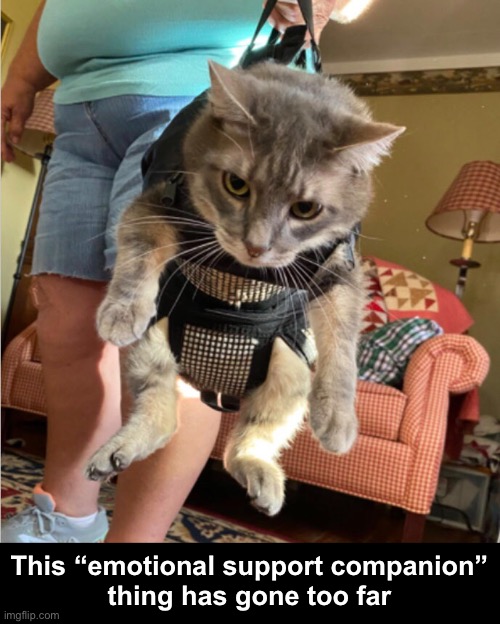Everywhere She Goes | This “emotional support companion”
thing has gone too far | image tagged in funny memes,funny cat memes | made w/ Imgflip meme maker