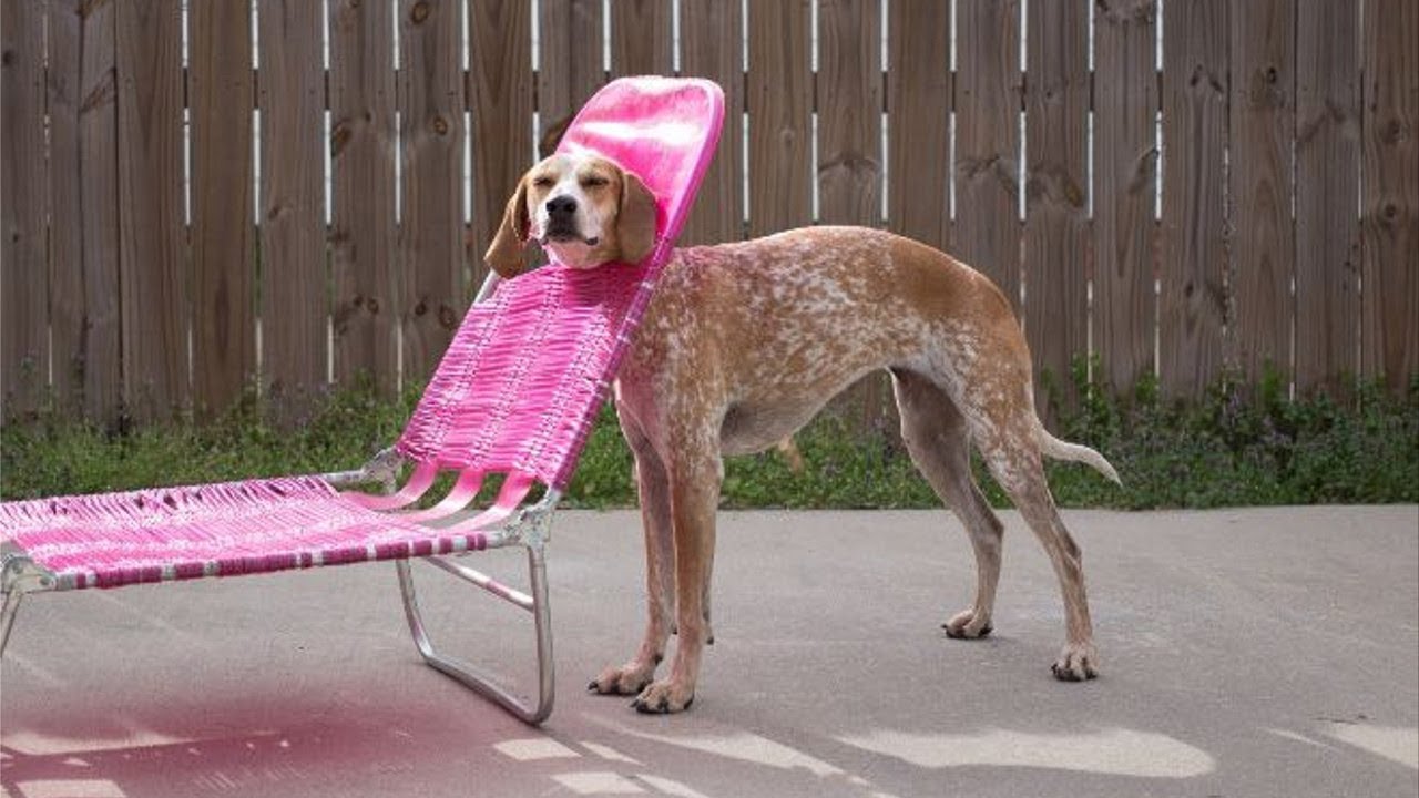 Dog stuck in lounger Blank Meme Template