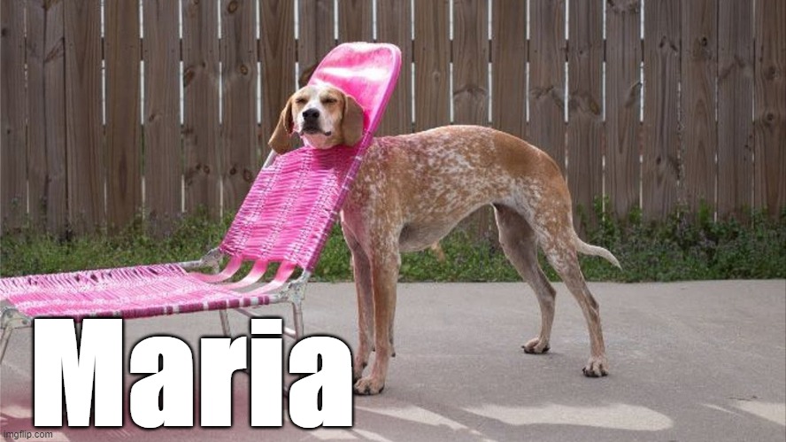 "animals stuck in weird places" & "Spanish names" | Maria | image tagged in funny animals | made w/ Imgflip meme maker