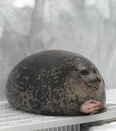 waiting seal Blank Meme Template