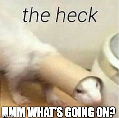 -______________________- | UMM WHAT'S GOING ON? | image tagged in the heck | made w/ Imgflip meme maker