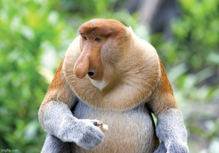 Drama aside, does anyone know about the Proboscis Monkey other than me? | made w/ Imgflip meme maker