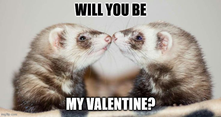 I'm not expecting any good responses | WILL YOU BE; MY VALENTINE? | image tagged in ferret | made w/ Imgflip meme maker