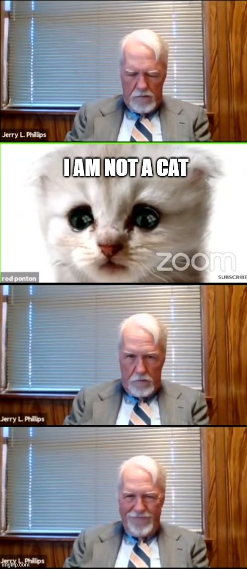 I am not a cat | I AM NOT A CAT | image tagged in i am not a cat | made w/ Imgflip meme maker