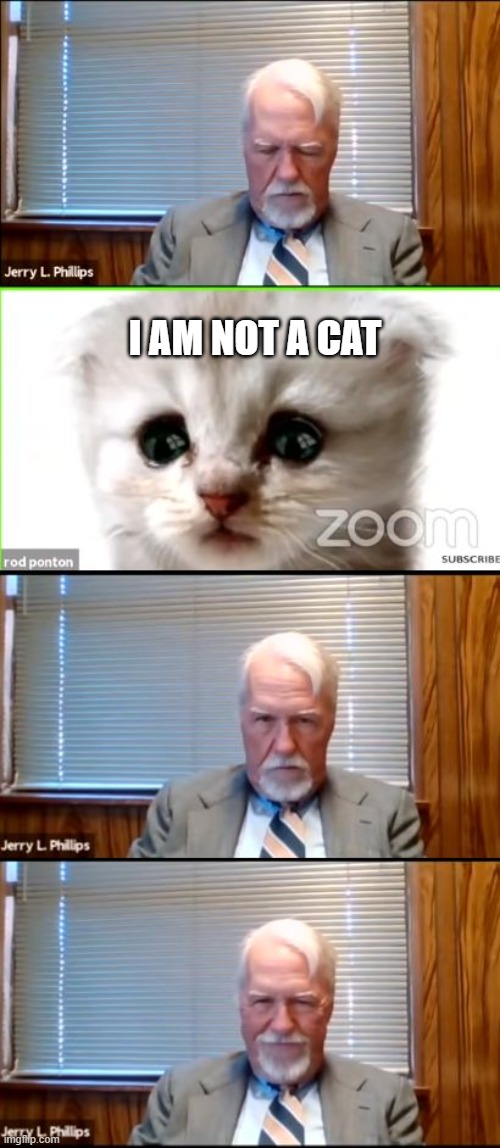 I Am Not A Cat Imgflip
