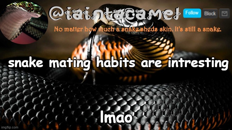 and new temp btw | snake mating habits are intresting; lmao | image tagged in iaintacamel | made w/ Imgflip meme maker