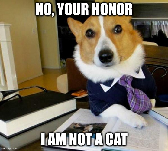 Lawyer Corgi Dog | NO, YOUR HONOR; I AM NOT A CAT | image tagged in lawyer corgi dog,AdviceAnimals | made w/ Imgflip meme maker