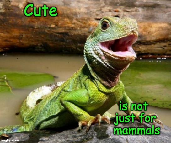 Friendly Gecko welcomes you! | Cute; is not 
just for
 mammals | image tagged in cute,lizard,pets | made w/ Imgflip meme maker