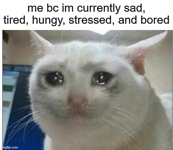 crying cat | me bc im currently sad, tired, hungy, stressed, and bored | image tagged in crying cat | made w/ Imgflip meme maker