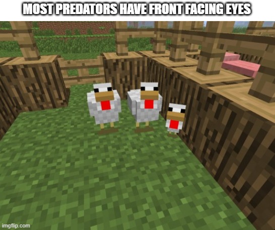 that's got to be a no for me | MOST PREDATORS HAVE FRONT FACING EYES | image tagged in minecraft chickens | made w/ Imgflip meme maker